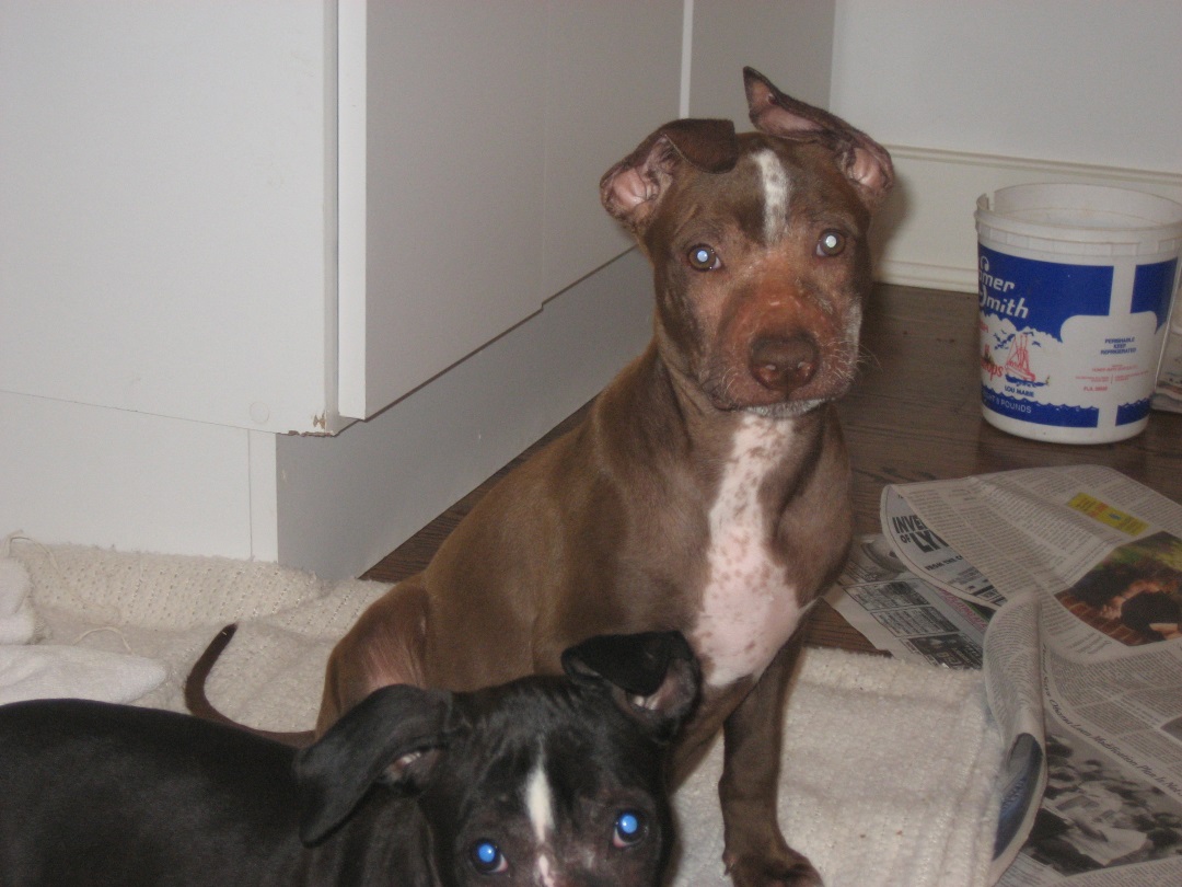 2009PitBulls