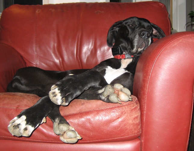 2011-loki-2